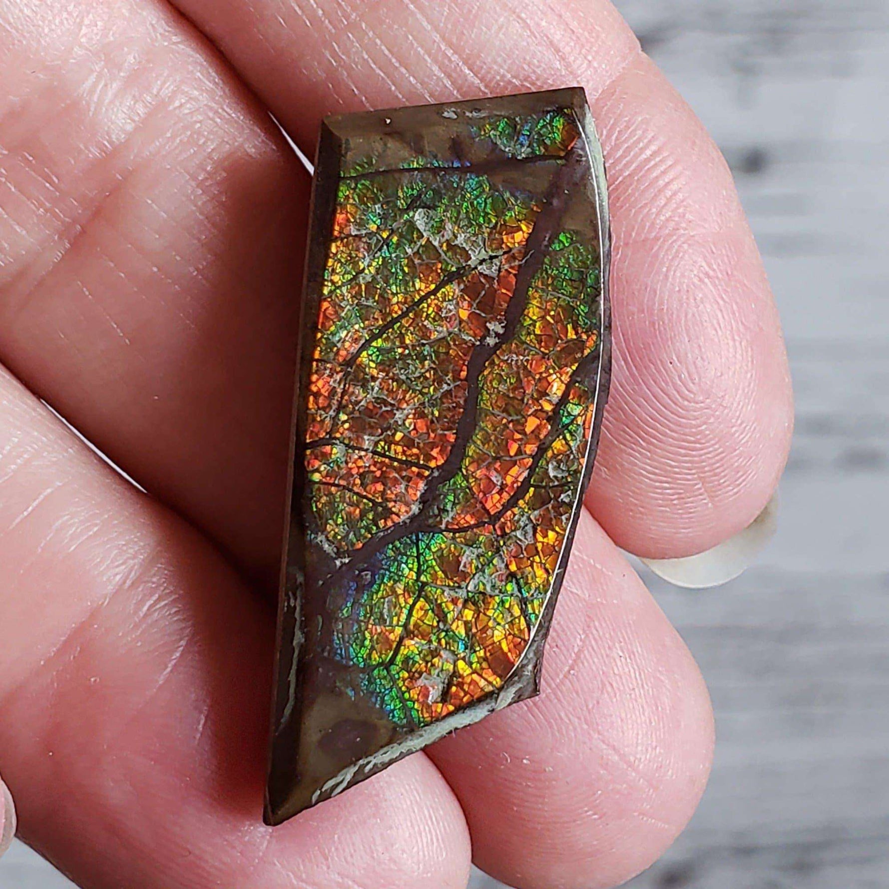  Ammolite Gem | Ammonite | Fancy Cabochon | 38x16 mm 28.40 CT | Canada | SO24 2