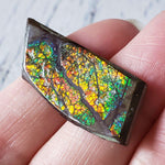  Ammolite Gem | Ammonite | Fancy Cabochon | 38x16 mm 28.40 CT | Canada | SO24 3