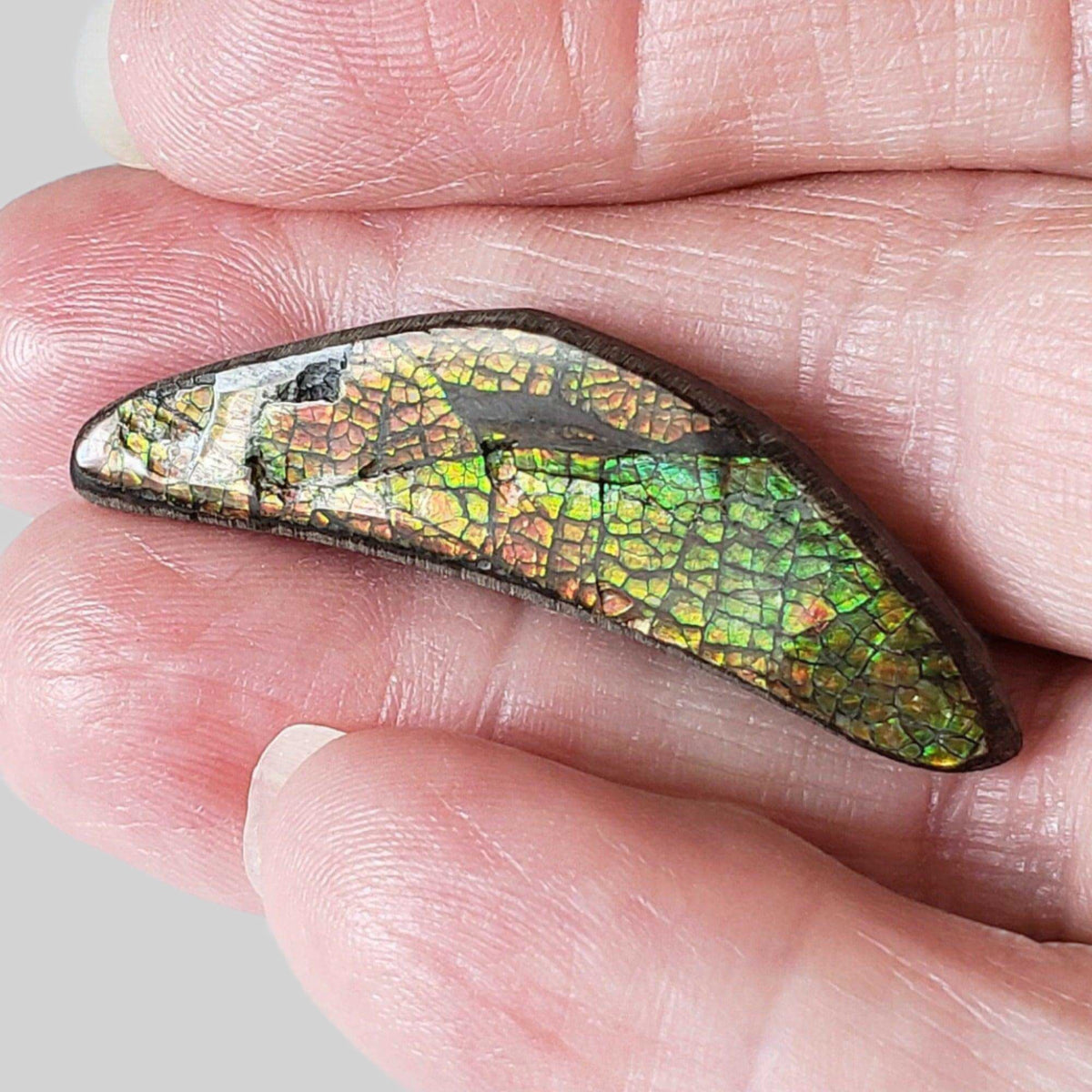  Ammolite Gem | Ammonite | Fancy Cabochon | 42x11mm 20.2ct | Canada 1