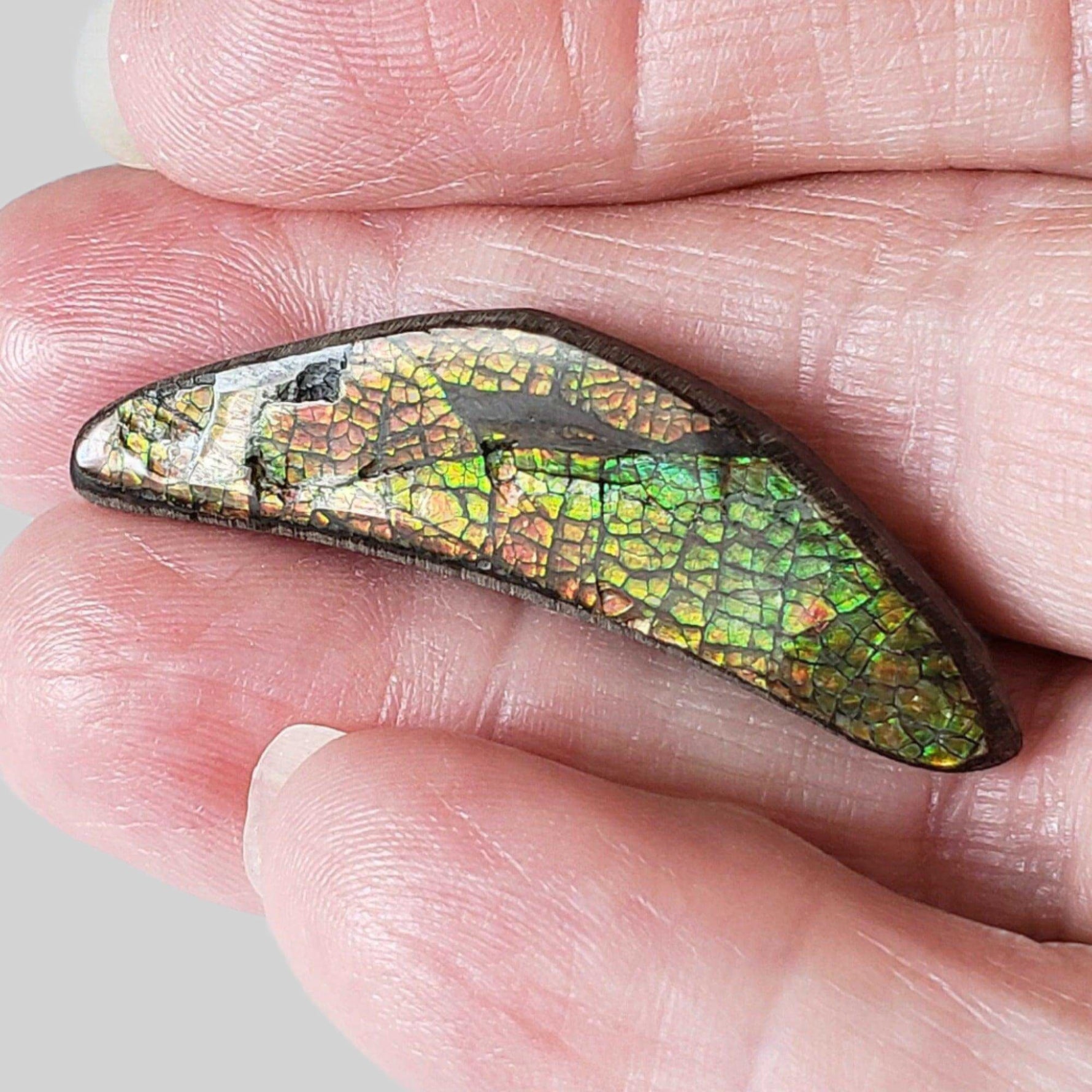  Ammolite Gem | Ammonite | Fancy Cabochon | 42x11mm 20.2ct | Canada 1