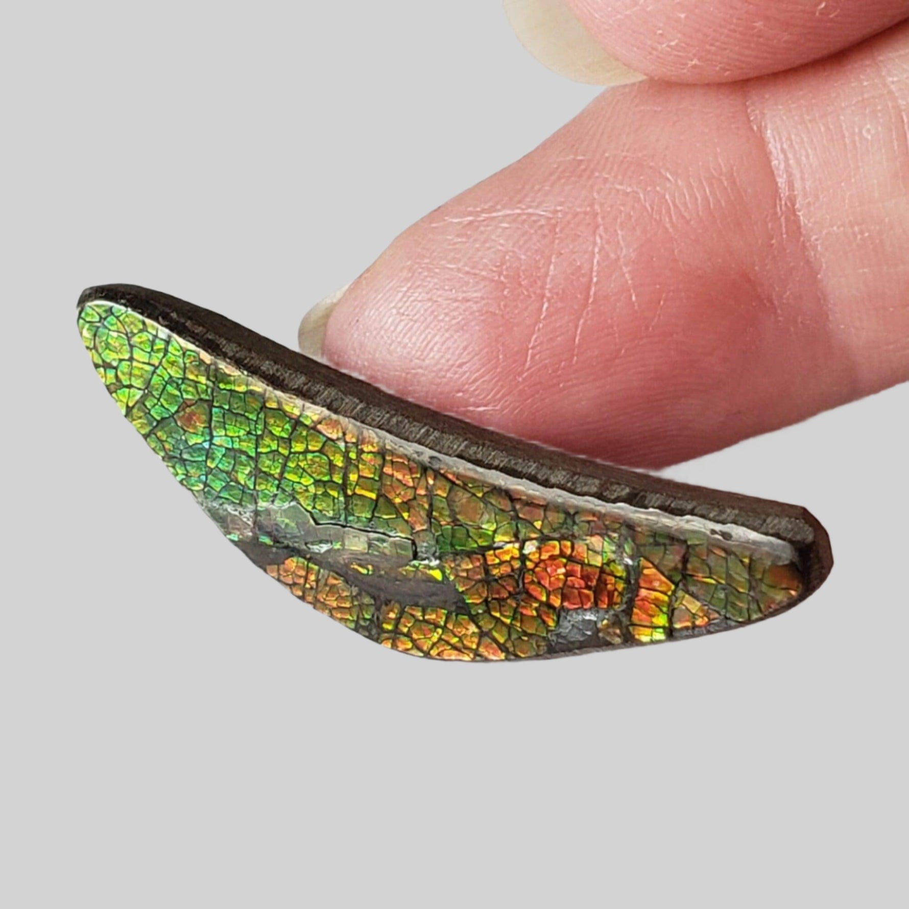  Ammolite Gem | Ammonite | Fancy Cabochon | 42x11mm 20.2ct | Canada 2