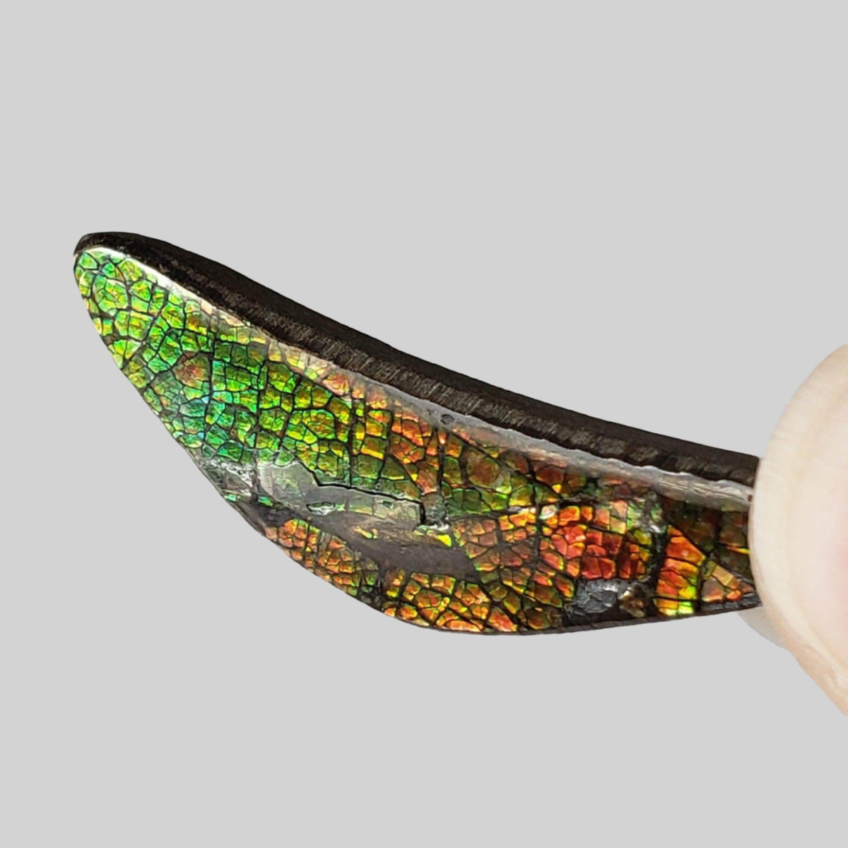  Ammolite Gem | Ammonite | Fancy Cabochon | 42x11mm 20.2ct | Canada 3