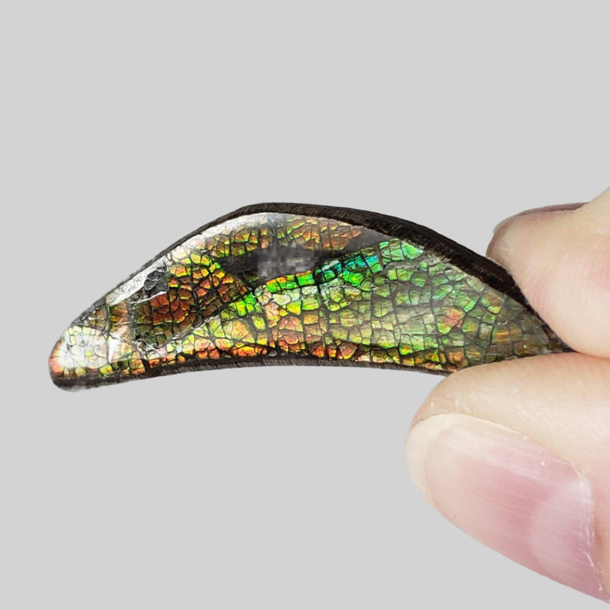  Ammolite Gem | Ammonite | Fancy Cabochon | 42x11mm 20.2ct | Canada 4