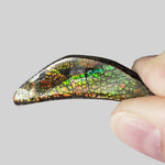  Ammolite Gem | Ammonite | Fancy Cabochon | 42x11mm 20.2ct | Canada 4