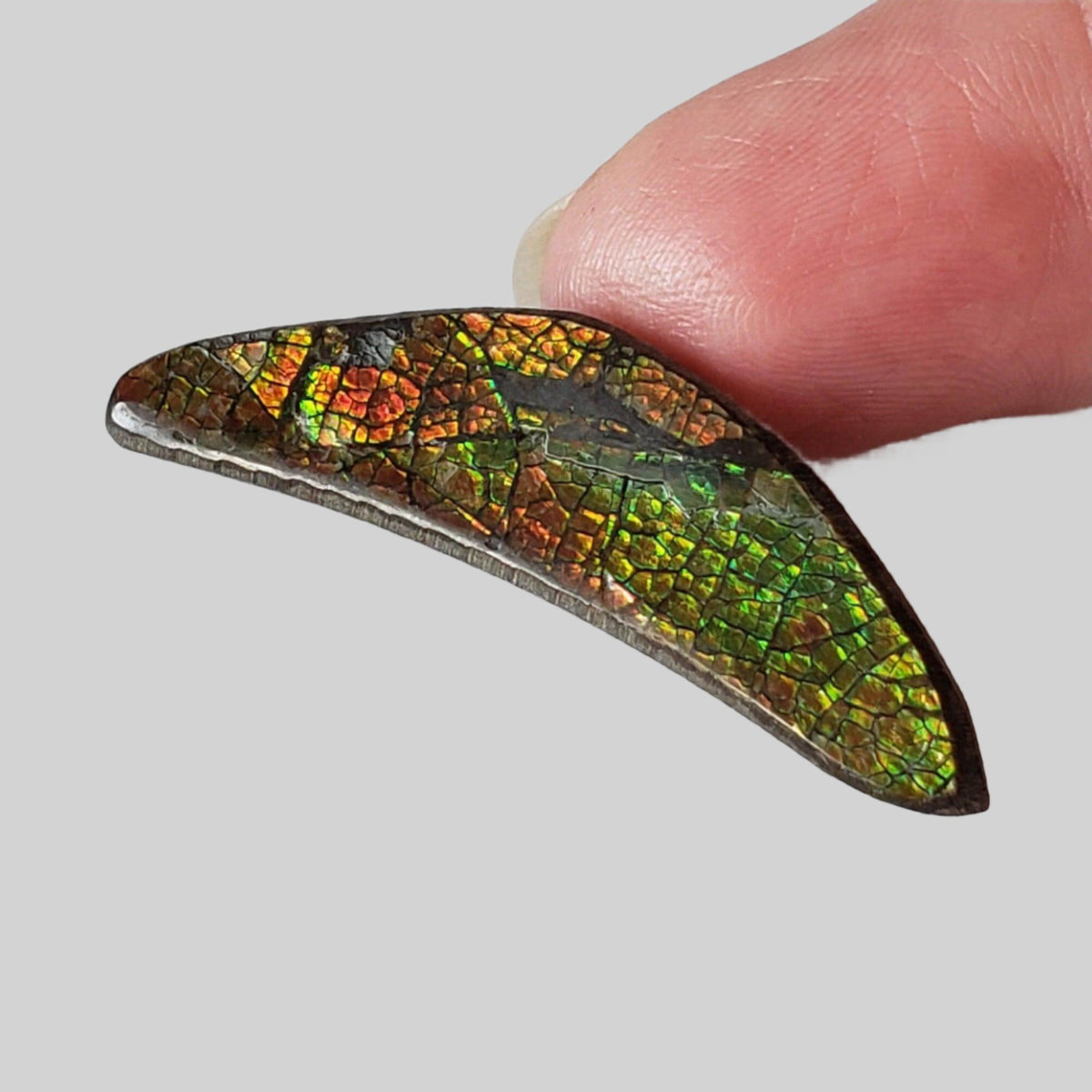  Ammolite Gem | Ammonite | Fancy Cabochon | 42x11mm 20.2ct | Canada 5