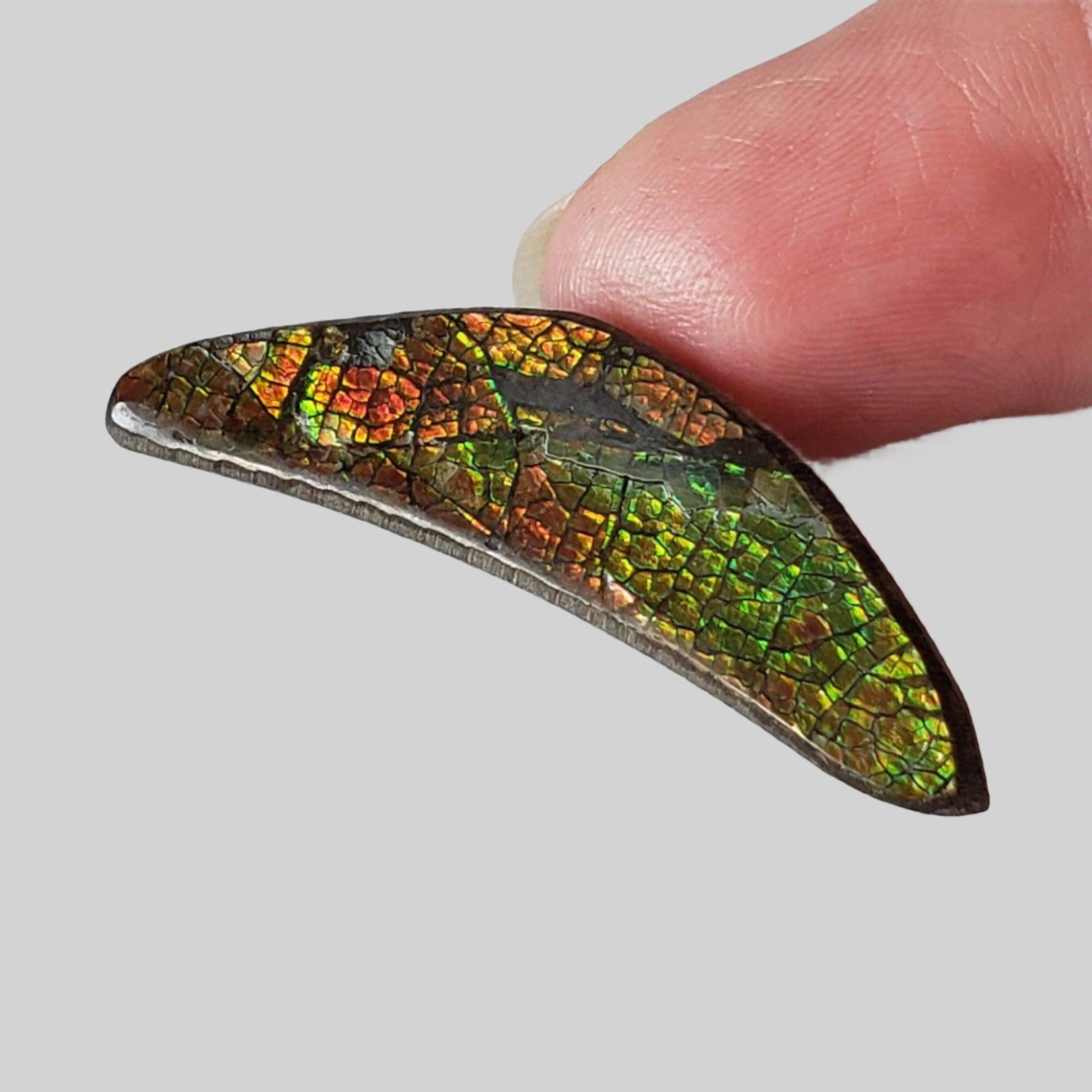  Ammolite Gem | Ammonite | Fancy Cabochon | 42x11mm 20.2ct | Canada 5