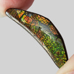  Ammolite Gem | Ammonite | Fancy Cabochon | 42x11mm 20.2ct | Canada 6