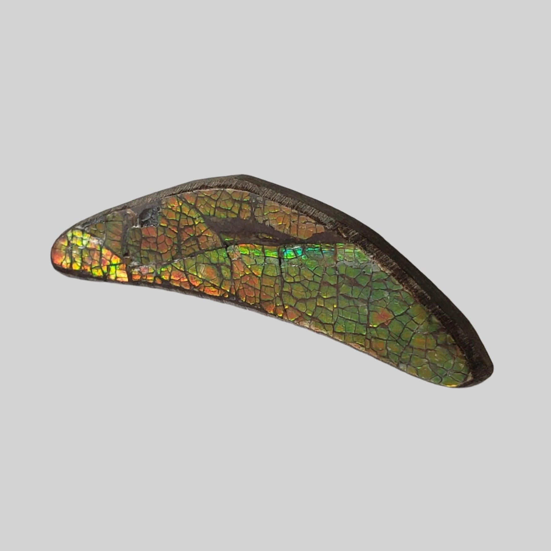  Ammolite Gem | Ammonite | Fancy Cabochon | 42x11mm 20.2ct | Canada 7