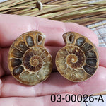  Ammonite Fossil | 32-34 mm | Superb Polished | Premium Matching Halves 2