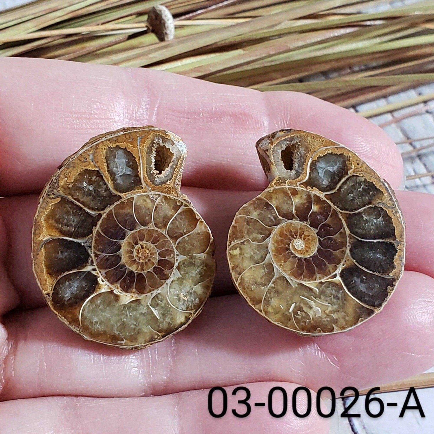  Ammonite Fossil | 32-34 mm | Superb Polished | Premium Matching Halves 2