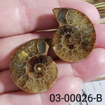  Ammonite Fossil | 32-34 mm | Superb Polished | Premium Matching Halves 3