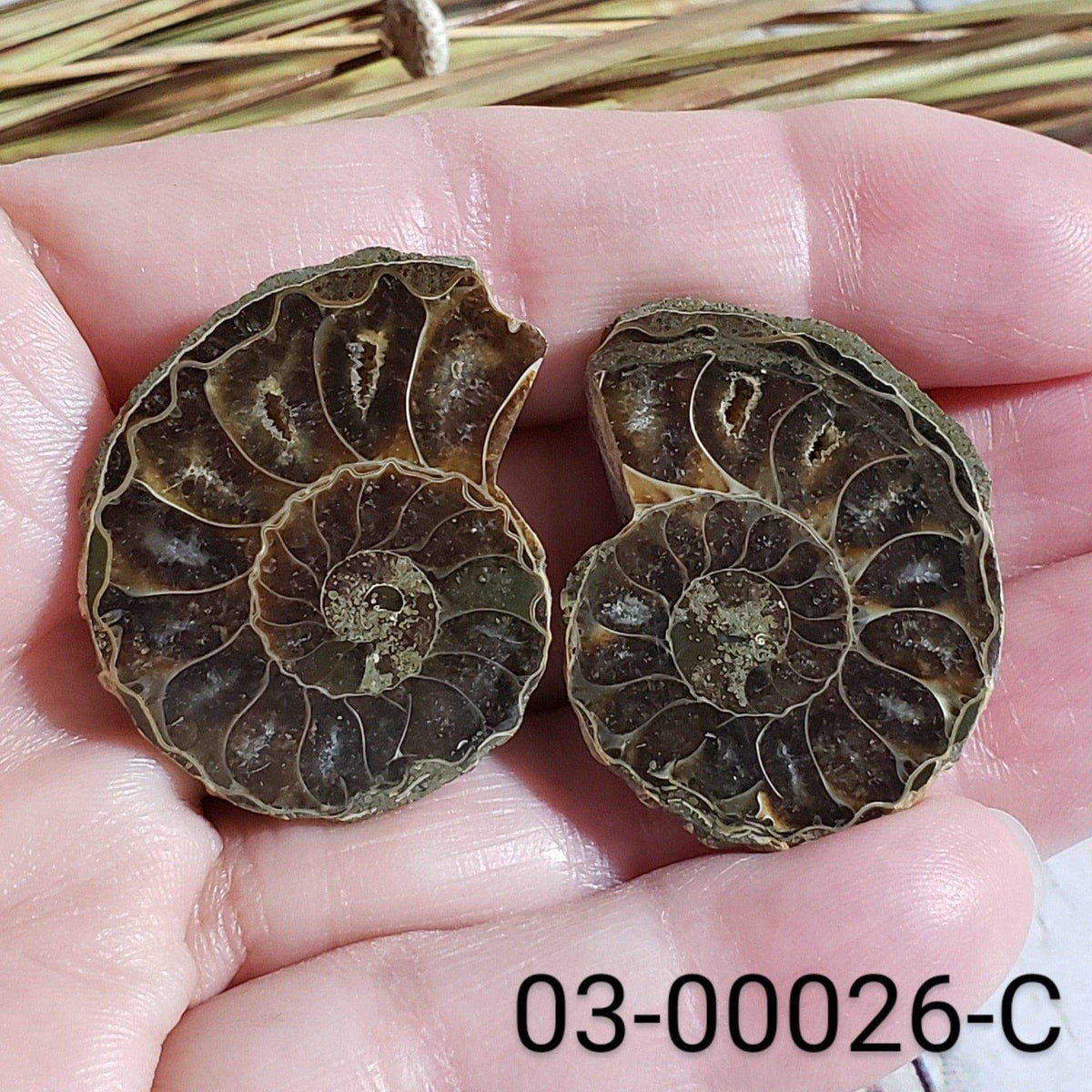  Ammonite Fossil | 32-34 mm | Superb Polished | Premium Matching Halves 4