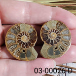  Ammonite Fossil | 32-34 mm | Superb Polished | Premium Matching Halves 5