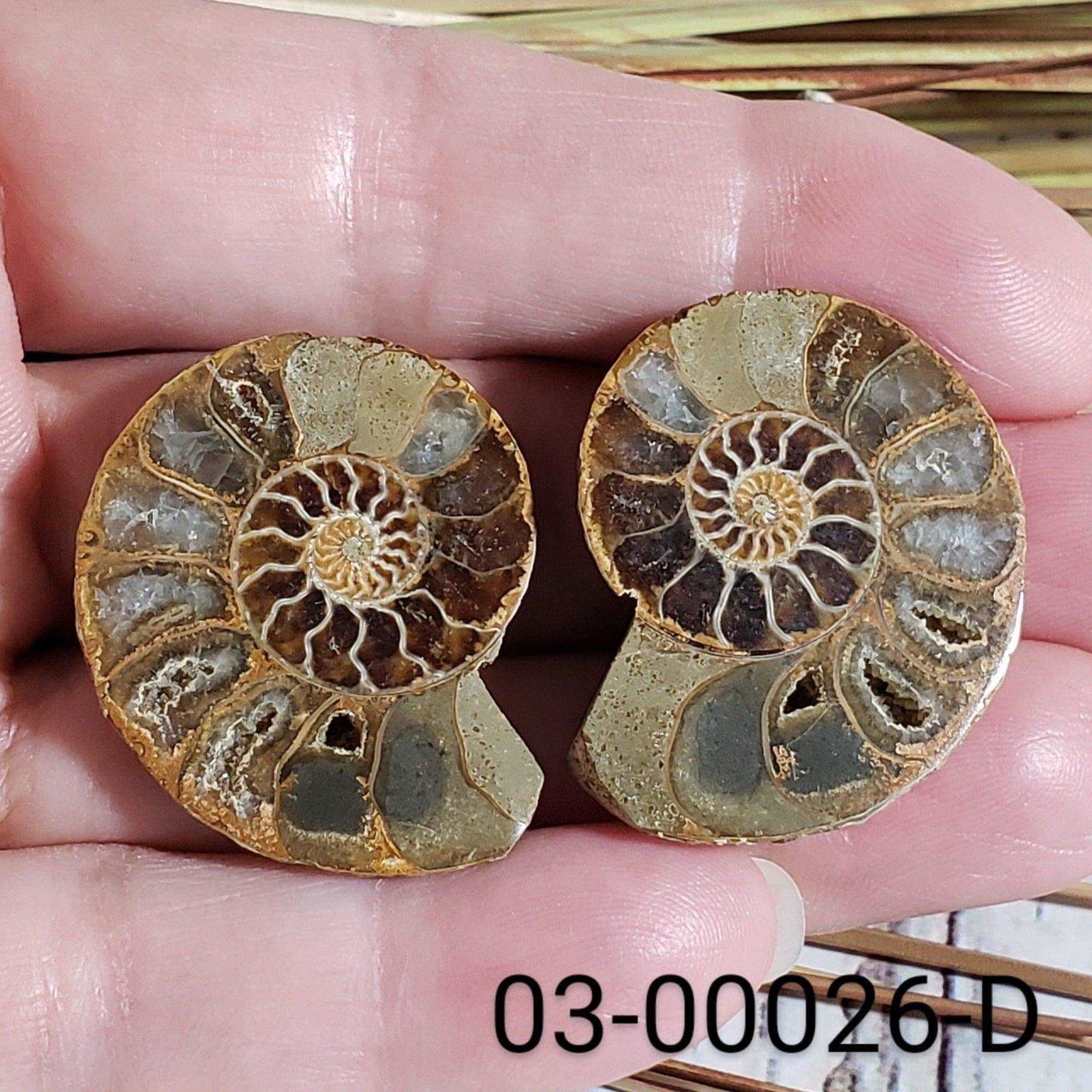  Ammonite Fossil | 32-34 mm | Superb Polished | Premium Matching Halves 5