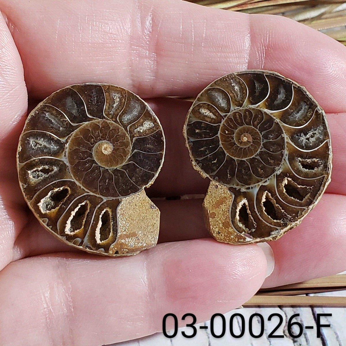  Ammonite Fossil | 32-34 mm | Superb Polished | Premium Matching Halves 6