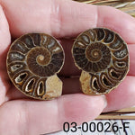  Ammonite Fossil | 32-34 mm | Superb Polished | Premium Matching Halves 6