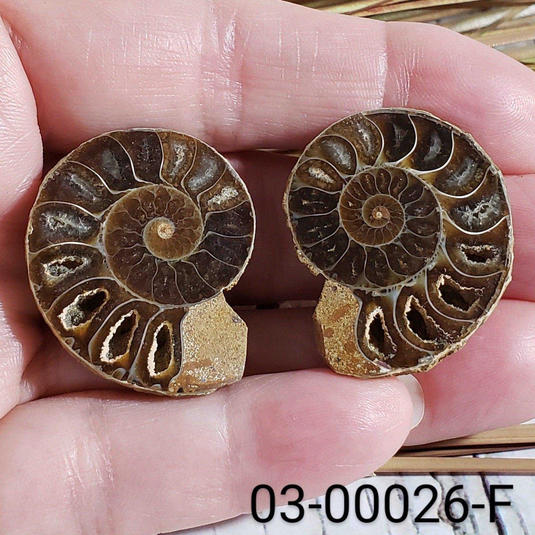  Ammonite Fossil | 32-34 mm | Superb Polished | Premium Matching Halves 6