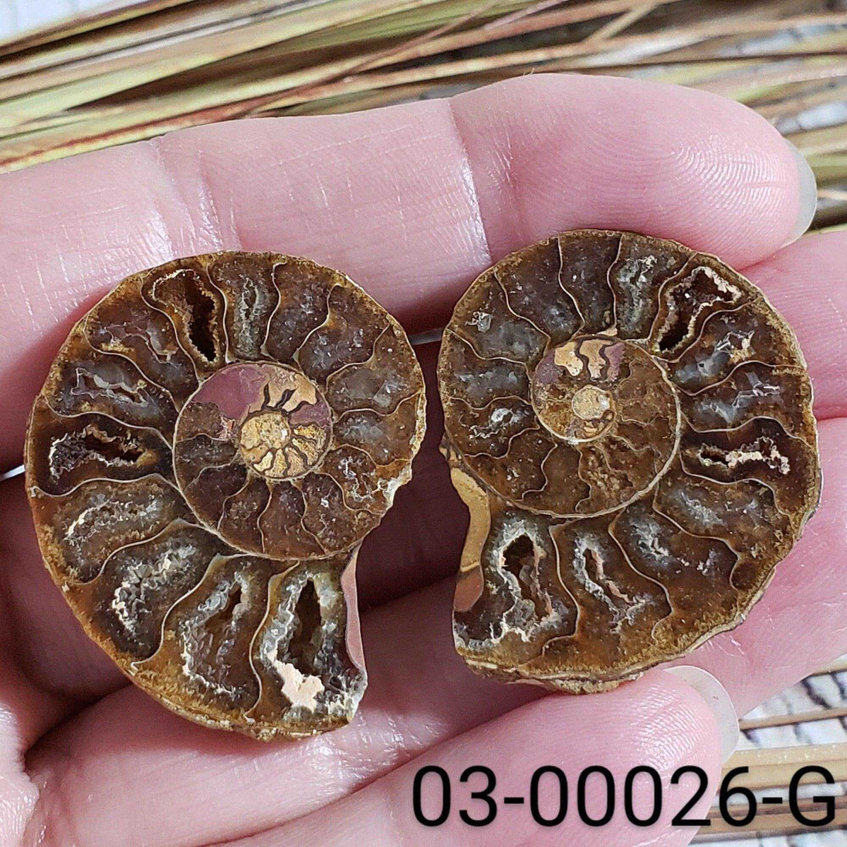  Ammonite Fossil | 32-34 mm | Superb Polished | Premium Matching Halves 7