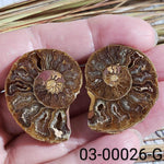  Ammonite Fossil | 32-34 mm | Superb Polished | Premium Matching Halves 7