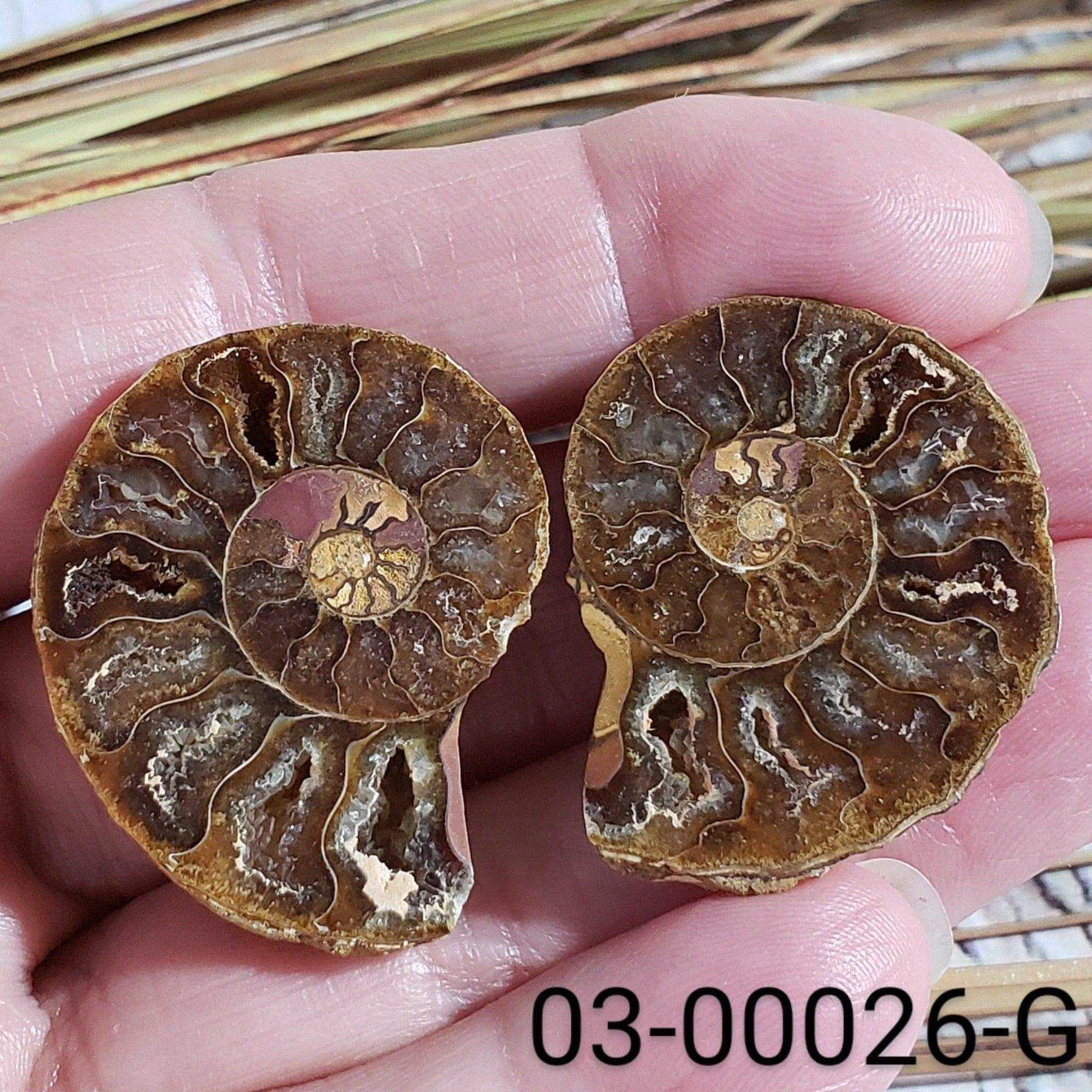  Ammonite Fossil | 32-34 mm | Superb Polished | Premium Matching Halves 7