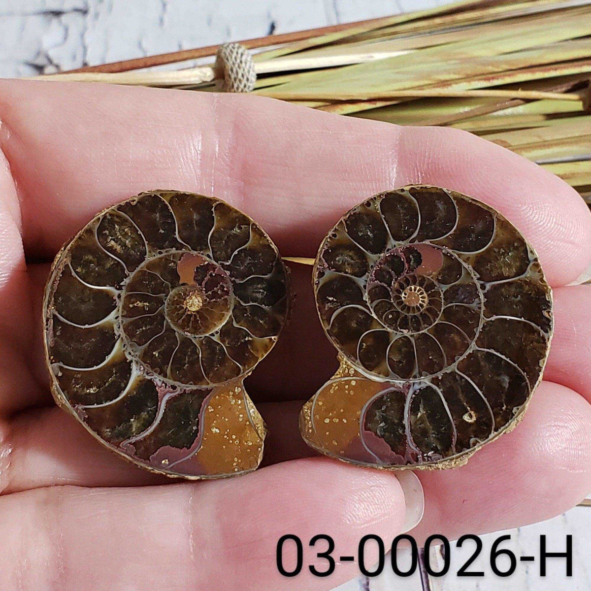  Ammonite Fossil | 32-34 mm | Superb Polished | Premium Matching Halves 8
