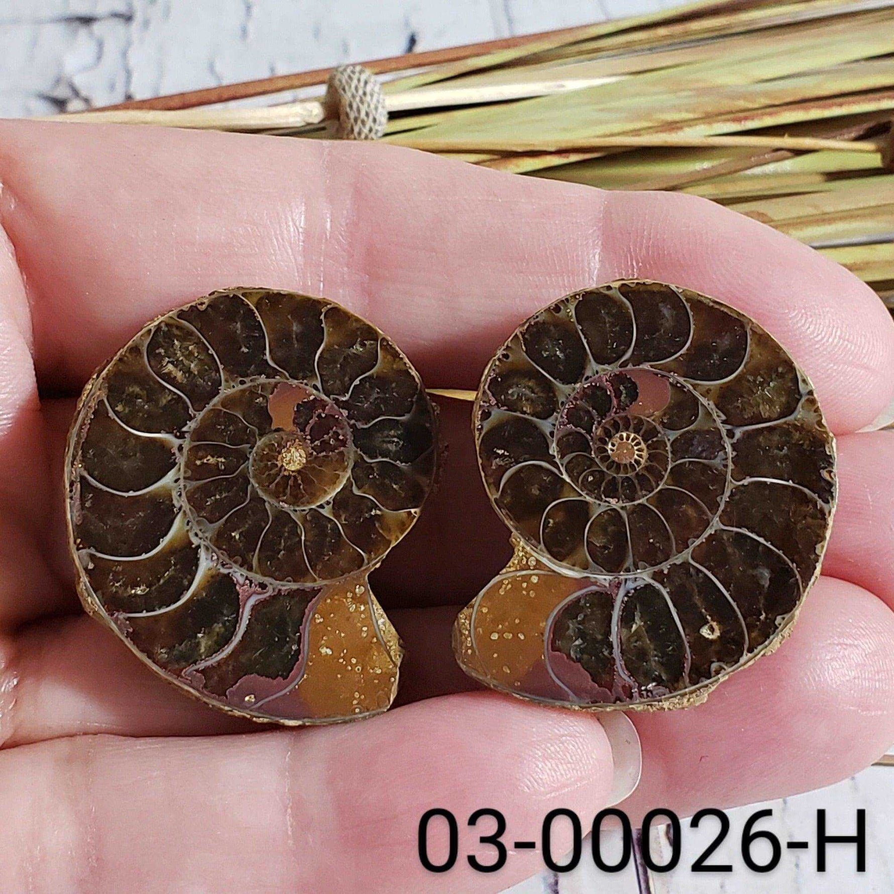  Ammonite Fossil | 32-34 mm | Superb Polished | Premium Matching Halves 8
