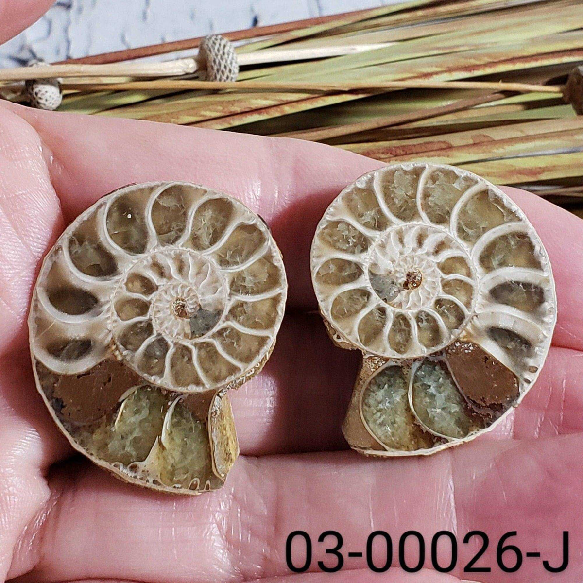  Ammonite Fossil | 32-34 mm | Superb Polished | Premium Matching Halves 