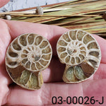  Ammonite Fossil | 32-34 mm | Superb Polished | Premium Matching Halves 