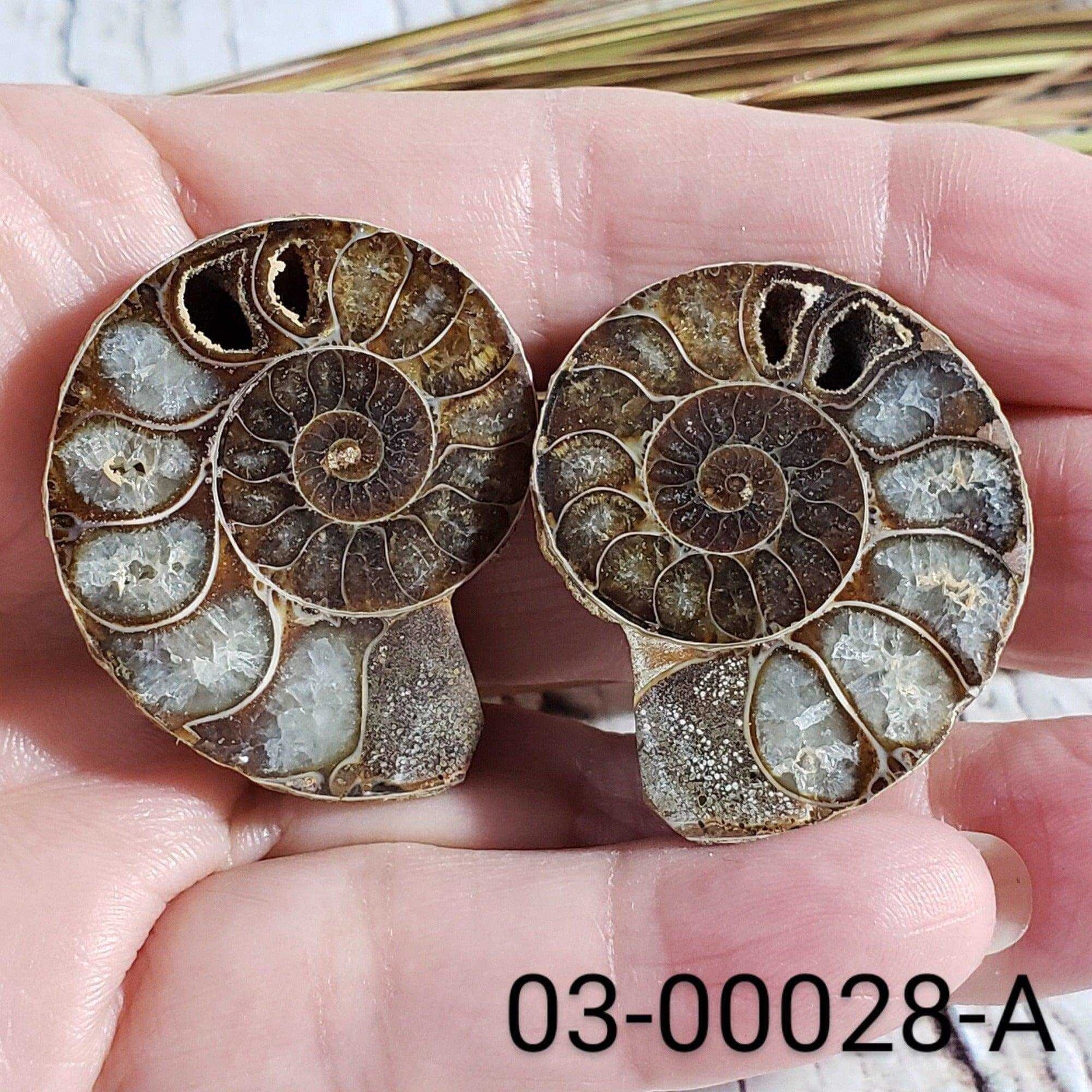  Ammonite Fossil | 38-40 mm | Superb Polished | Premium Matching Halves 2