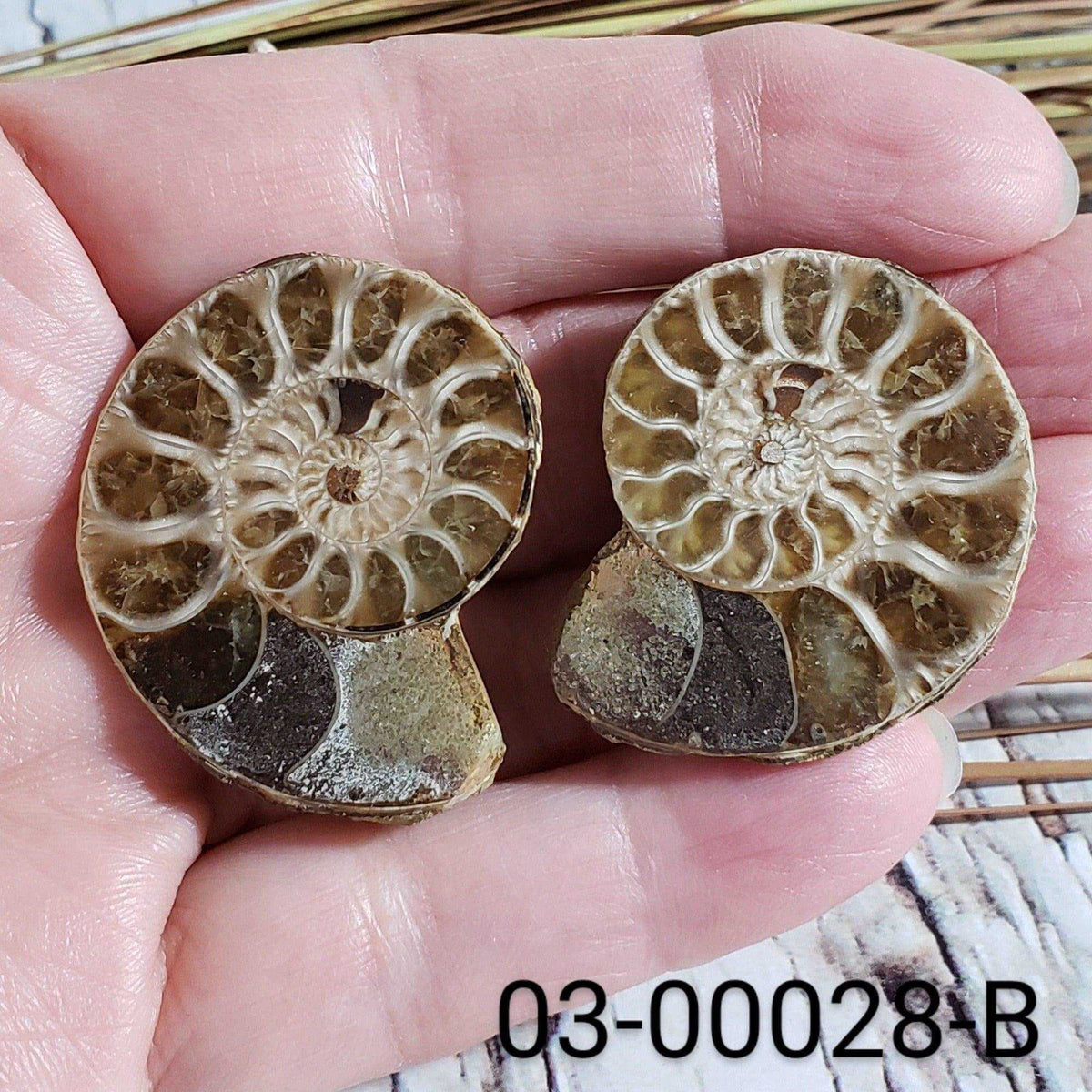  Ammonite Fossil | 38-40 mm | Superb Polished | Premium Matching Halves 3