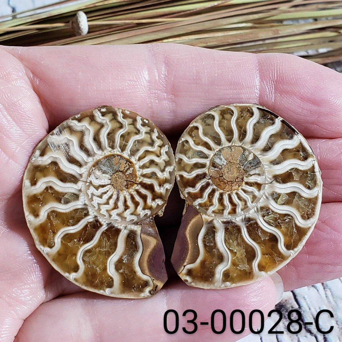  Ammonite Fossil | 38-40 mm | Superb Polished | Premium Matching Halves 
