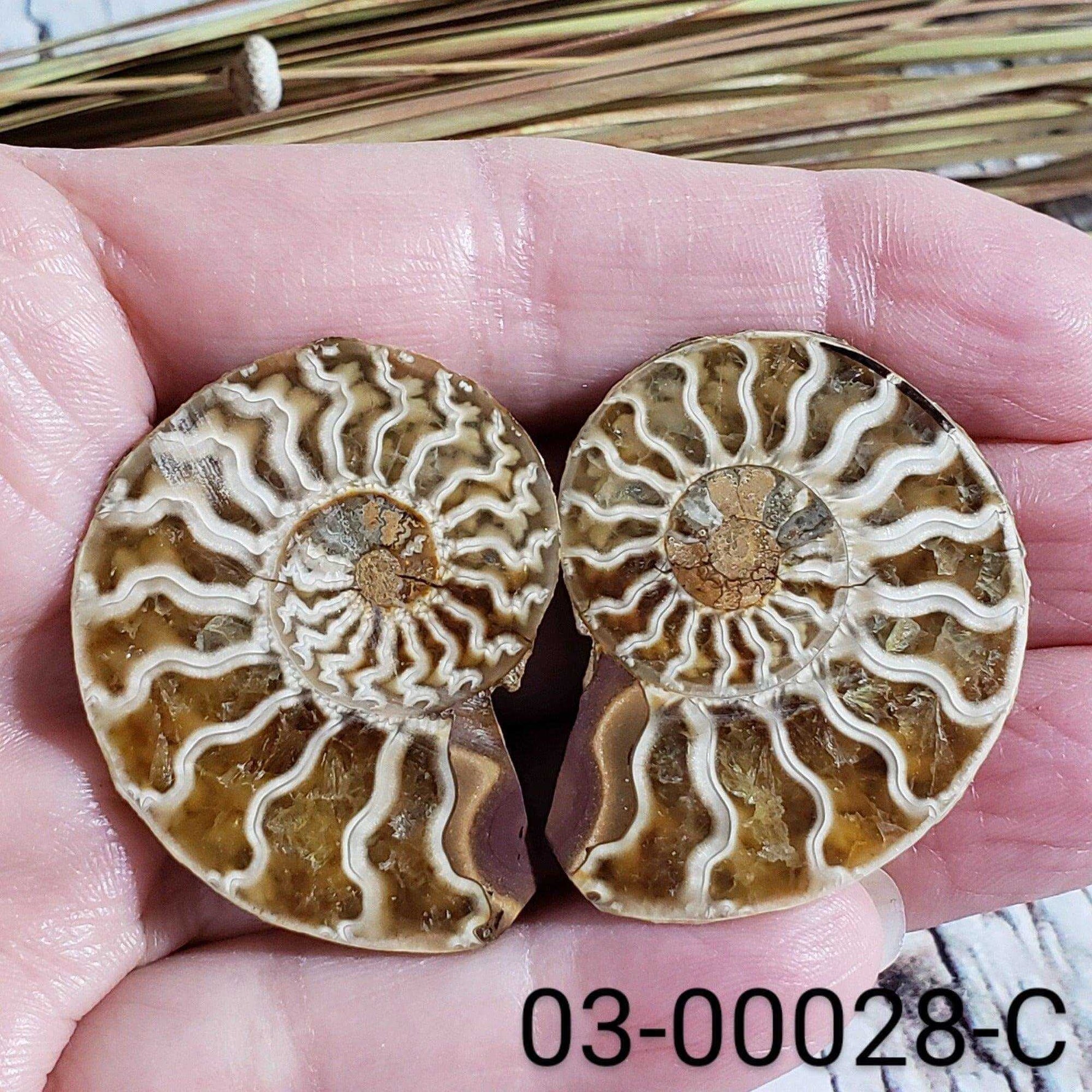  Ammonite Fossil | 38-40 mm | Superb Polished | Premium Matching Halves 