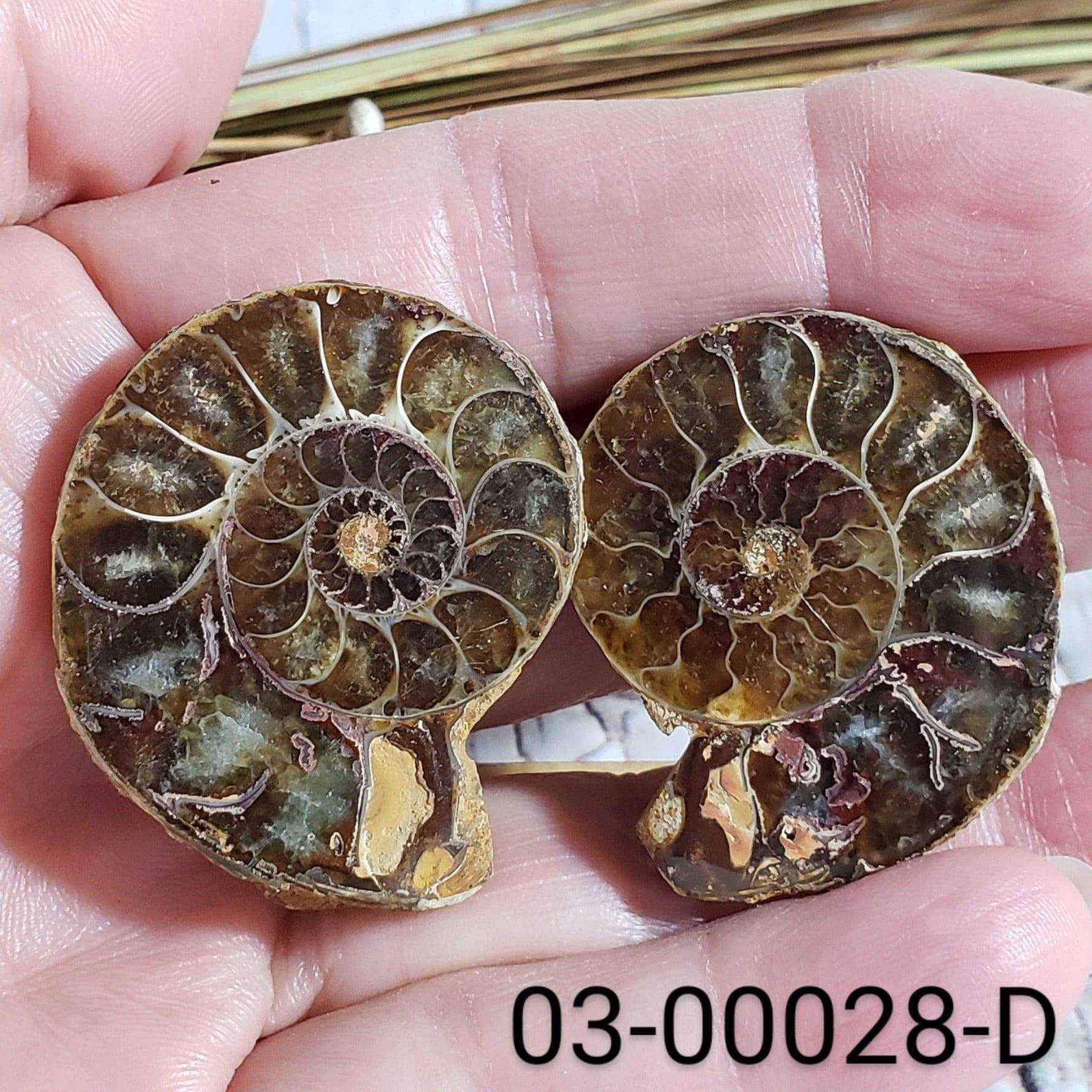  Ammonite Fossil | 38-40 mm | Superb Polished | Premium Matching Halves 4