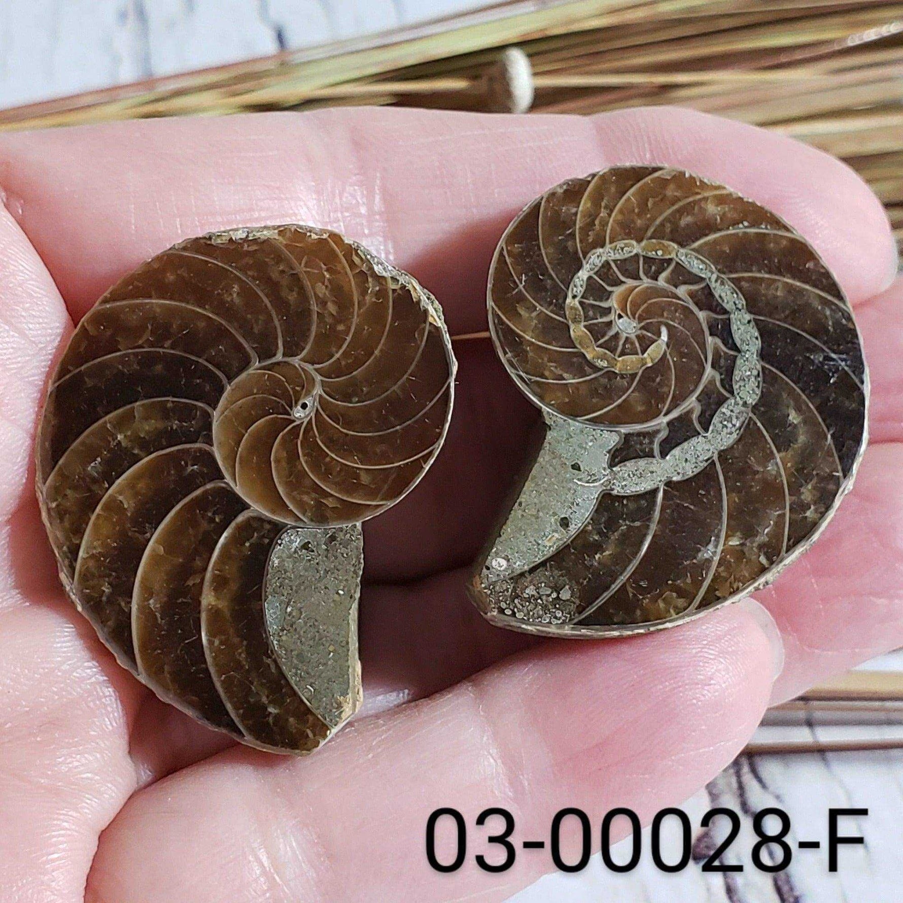  Ammonite Fossil | 38-40 mm | Superb Polished | Premium Matching Halves 1
