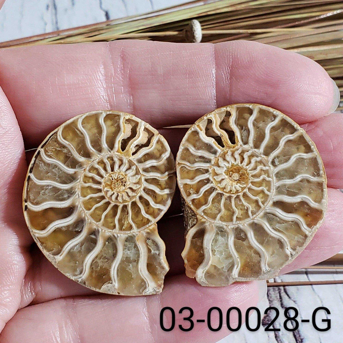  Ammonite Fossil | 38-40 mm | Superb Polished | Premium Matching Halves 6