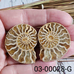  Ammonite Fossil | 38-40 mm | Superb Polished | Premium Matching Halves 6