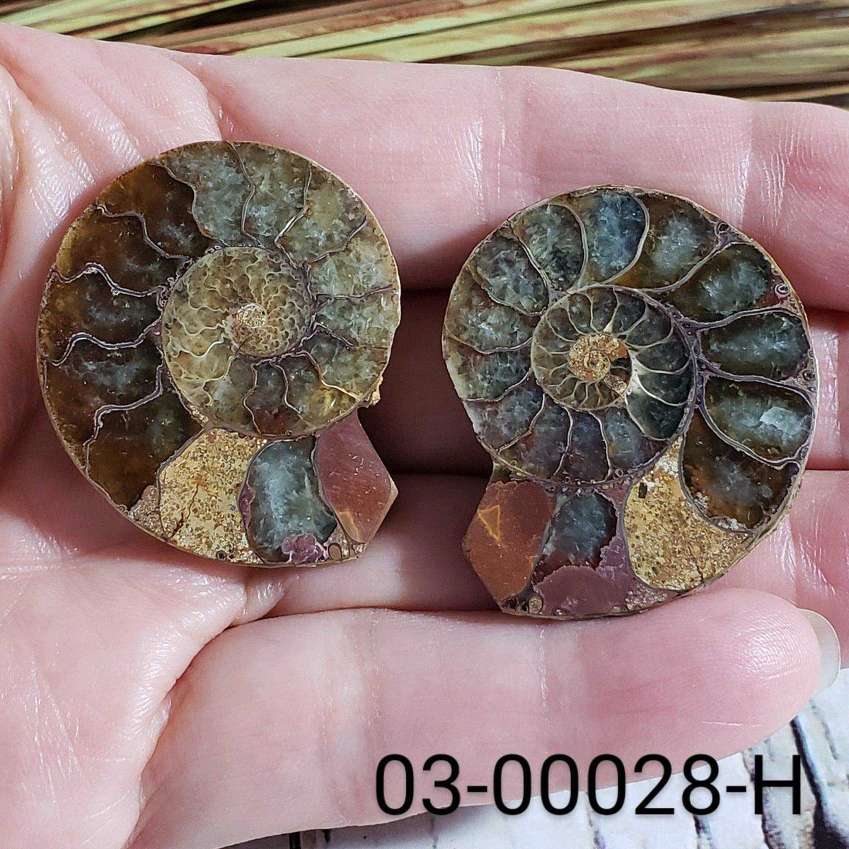  Ammonite Fossil | 38-40 mm | Superb Polished | Premium Matching Halves 7