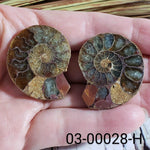  Ammonite Fossil | 38-40 mm | Superb Polished | Premium Matching Halves 7