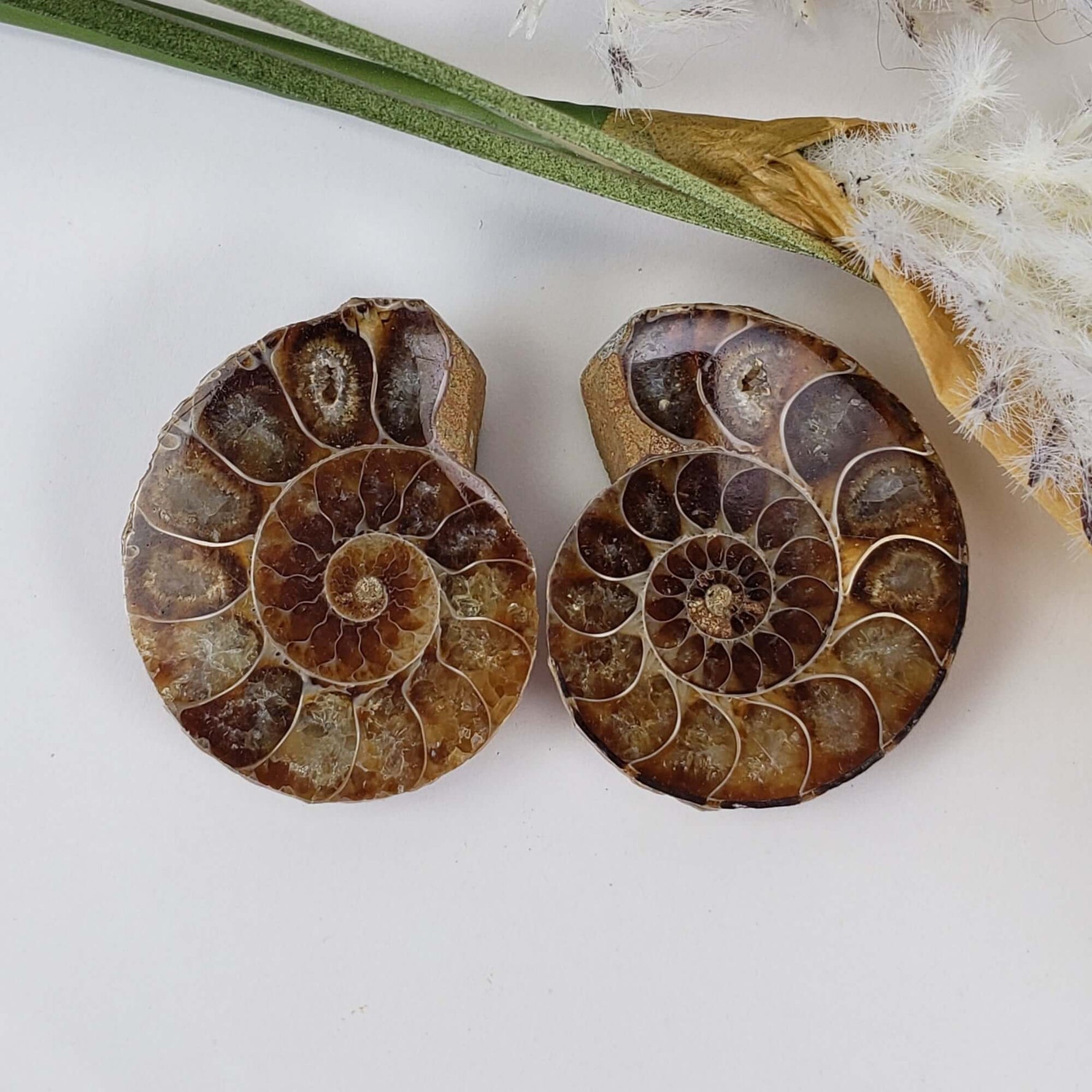  Ammonite Fossil Pair | Polished Matching Halves | Iridescent Ammonite | 35x28mm | SO24 