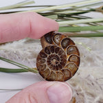 Ammonite Fossil Pair | Polished Matching Halves | Iridescent Ammonite | 35x28mm | SO24 4