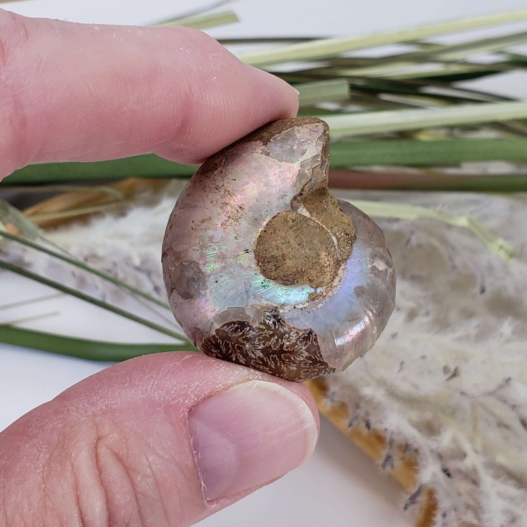  Ammonite Fossil Pair | Polished Matching Halves | Iridescent Ammonite | 35x28mm | SO24 5