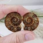 Ammonite Fossil Pair | Polished Matching Halves | Iridescent Ammonite | 35x28mm | SO24 7