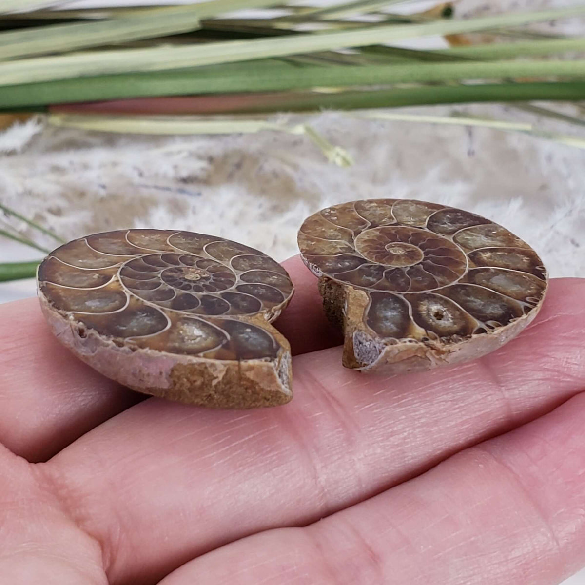  Ammonite Fossil Pair | Polished Matching Halves | Iridescent Ammonite | 35x28mm | SO24 9