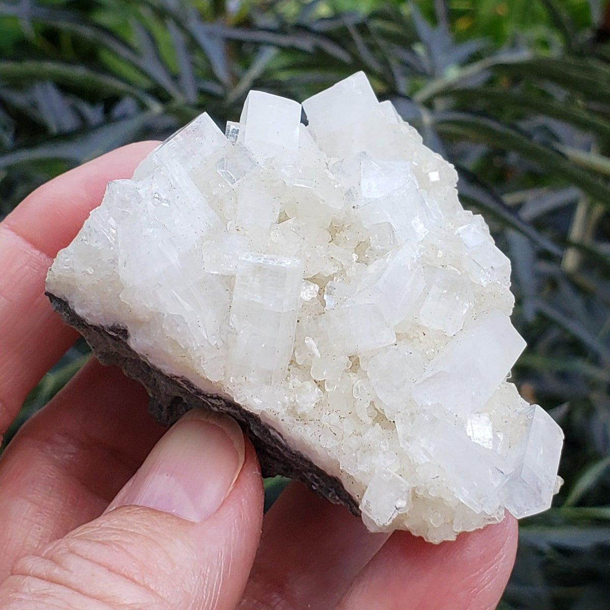  Apophyllite and Prehnite Cluster | 131 grams | Jalgaon, India | SO24 5
