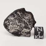  Campo del Cielo Meteorite | 16.9 Grams | Premium Silicated Slice | Iron IAB-MG | Argentina 