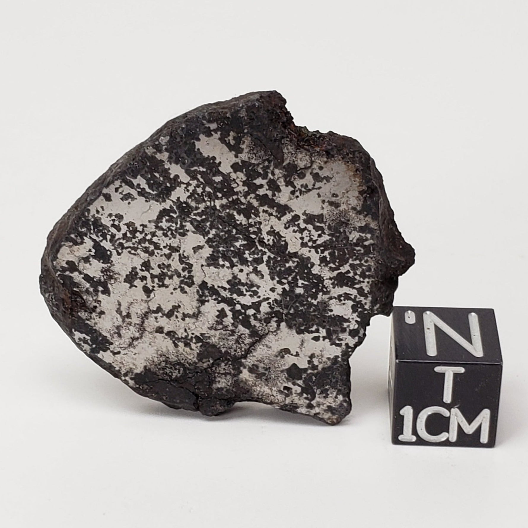  Campo del Cielo Meteorite | 16.9 Grams | Premium Silicated Slice | Iron IAB-MG | Argentina 
