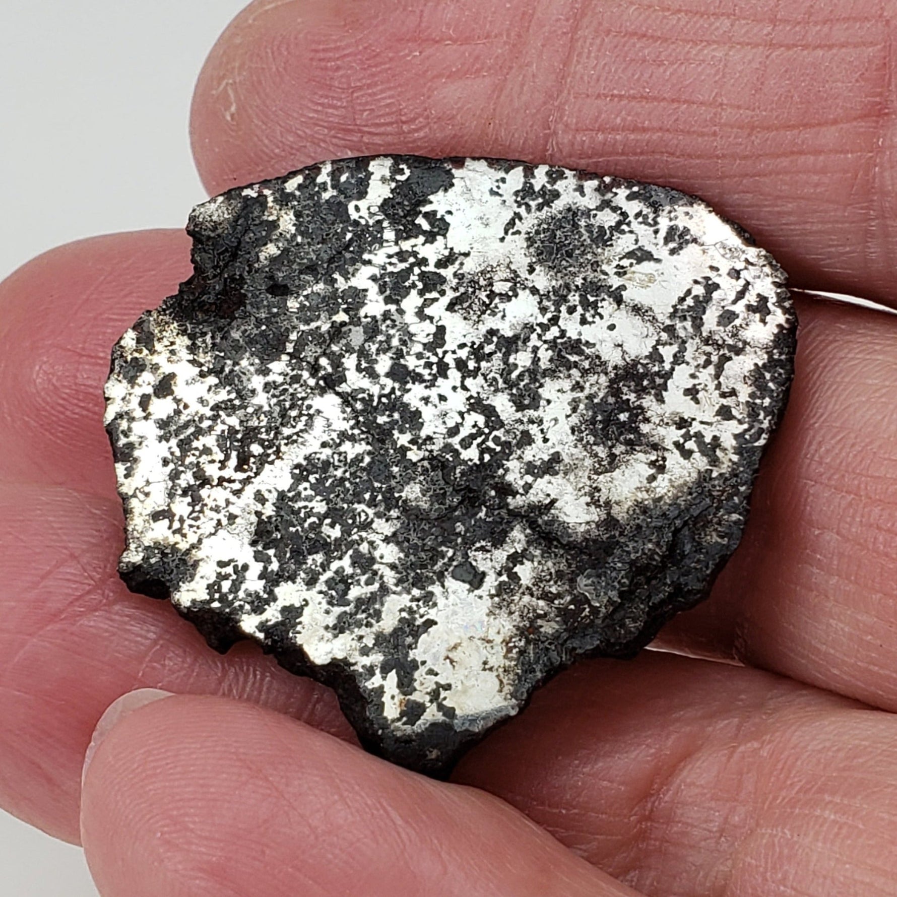  Campo del Cielo Meteorite | 16.9 Grams | Premium Silicated Slice | Iron IAB-MG | Argentina 1