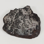  Campo del Cielo Meteorite | 16.9 Grams | Premium Silicated Slice | Iron IAB-MG | Argentina 4