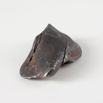  Canyon Diablo Meteorite | 7.47 Grams | Individual | Iron IAB-MG | Arizona U.S.A. | SO24 3