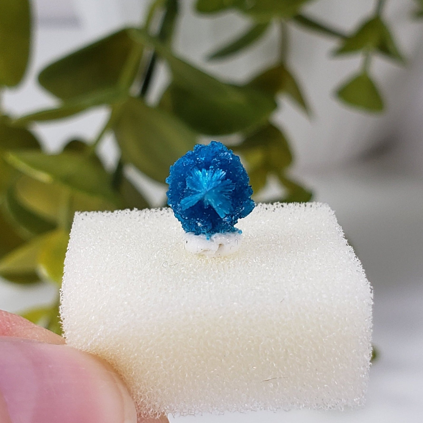  Cavansite Crystal | Perky Box Thumbnail Specimen | Wagholi Quarry | Poona, India | SO24 1